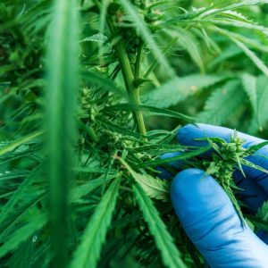marijuana leaves
