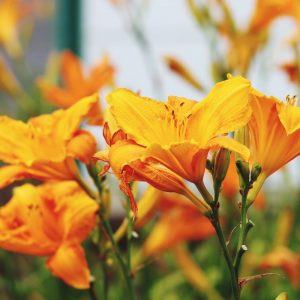 orange day lilies growing in a garden