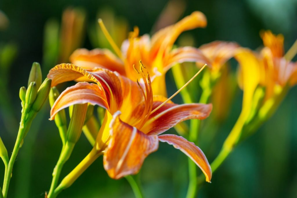 orange daylily