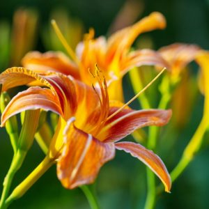 orange daylily